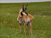 A beautiful photo of a pronghorn in Custer State Park: by theparsons, Views[475]