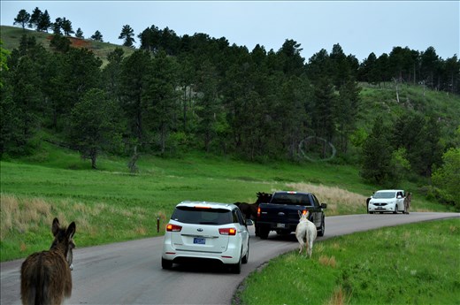 There not really very wild - Custer State Park