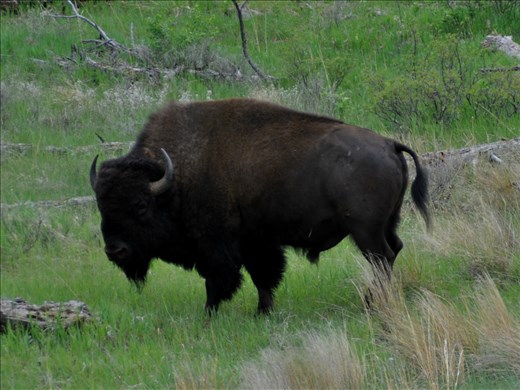 Buffalo in Custer State Park