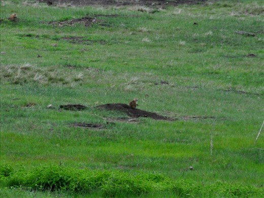 He is hard to see - praririe dog - Custer State Park