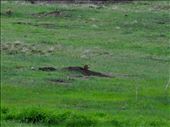 He is hard to see - praririe dog - Custer State Park: by theparsons, Views[243]