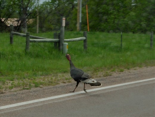 I think this turkey thinks Bobby is going to run over him with the RV