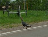I think this turkey thinks Bobby is going to run over him with the RV: by theparsons, Views[233]