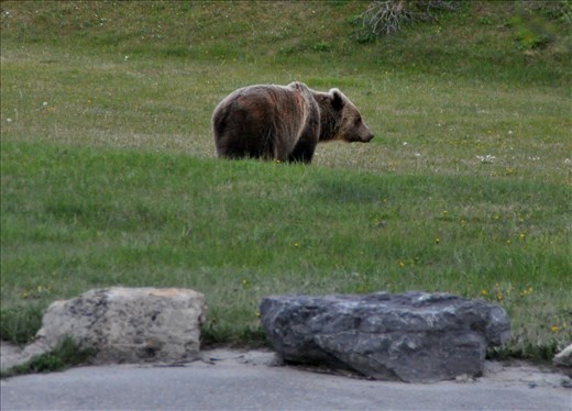 Our encounter with the grizzly bear!