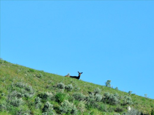Elk on the hill going into Yellowstone
