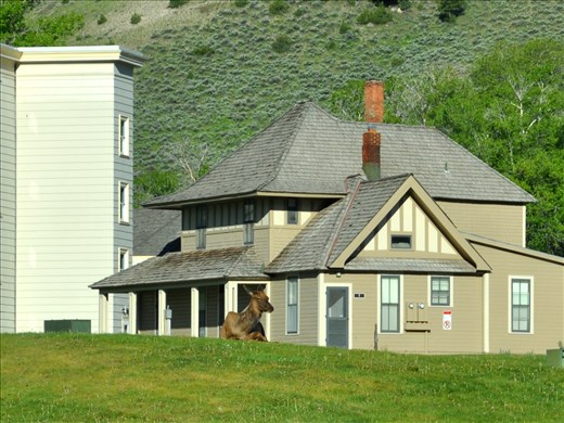 Elk at Mammoth Springs