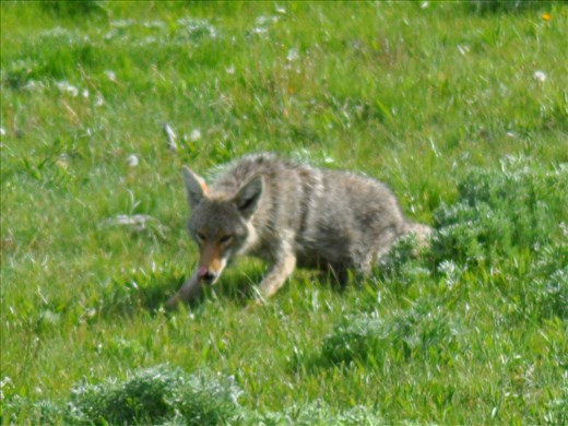 A coyote on the hunt.
