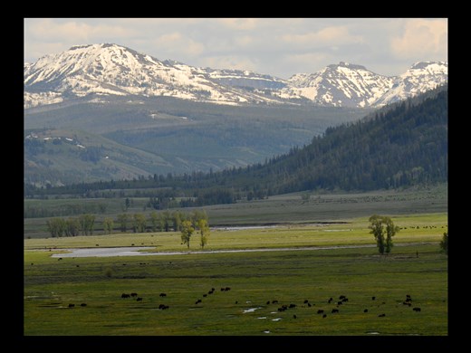 Lamar Valley - I love seeing the buffalo, green fields, and snow on the mtns.  