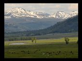 Lamar Valley - I love seeing the buffalo, green fields, and snow on the mtns.  : by theparsons, Views[185]