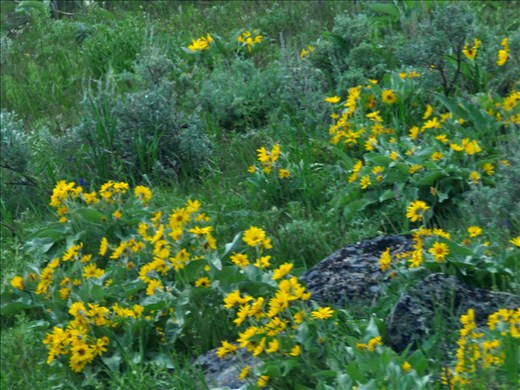 Beautiful wildflowers.