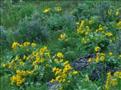 Beautiful wildflowers.: by theparsons, Views[227]