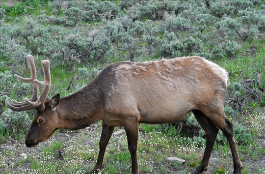 The elk were just growing their horns.