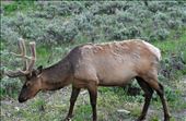 The elk were just growing their horns.: by theparsons, Views[166]