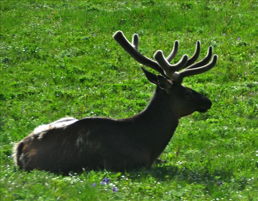The elk were beautiful.