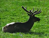 The elk were beautiful.: by theparsons, Views[238]