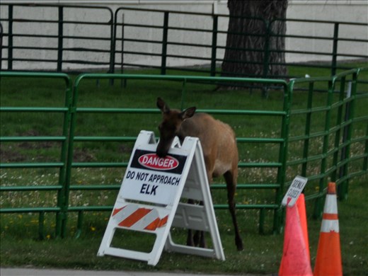 This is one of my funny pictures.  This was in Mammoth Springs.