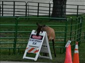 This is one of my funny pictures.  This was in Mammoth Springs.: by theparsons, Views[280]
