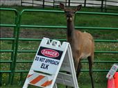 The elk looks like he is smiling about the sign!: by theparsons, Views[659]