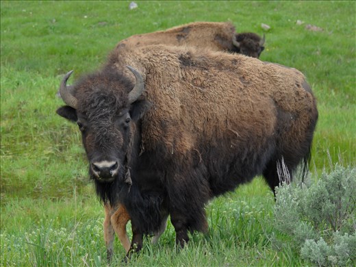 Up close to a buffalo and calf - this pictures is taken with a long photo  lens.