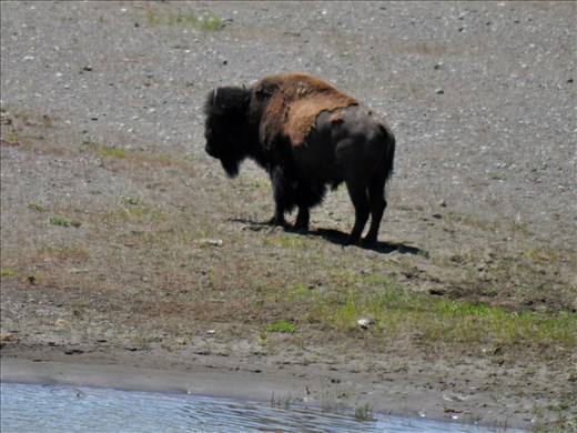 The buffalo are always interesting to see.  