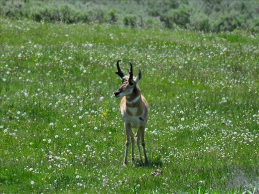 This is one of my favorite antelope pictures of all times!