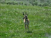 This is one of my favorite antelope pictures of all times!: by theparsons, Views[179]
