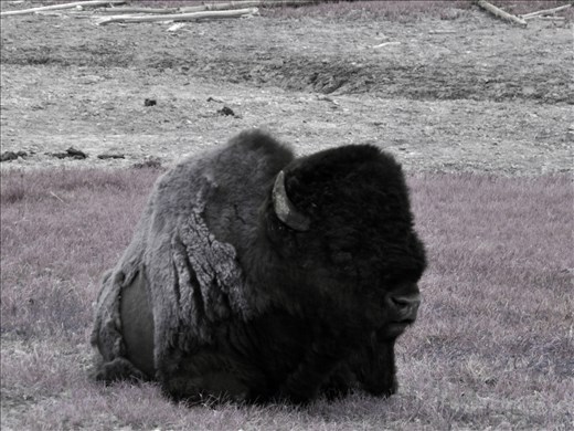 B&W of the buffalo