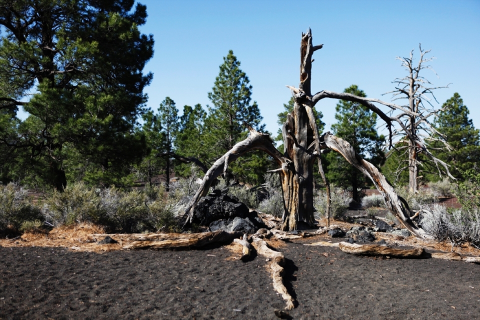 Contrast between the old and new. It is extremely incredible how nature can go through all the harsh weathers and still be standing strong.