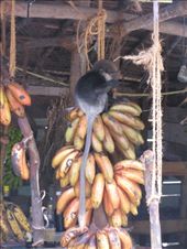 by theus, Views[246]