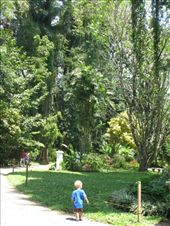 Kandy Botanical gardens at Perediniya.  A fantastic day... and Gabriel made lots of friends. : by theus, Views[278]