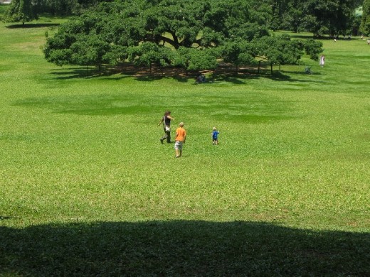 rolling down the hill... itchy and scratchy but lots of fun.