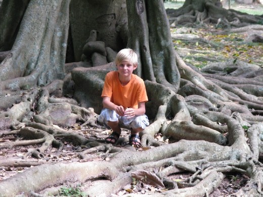 mum got me to choose my own ficus.. this is it but then the monkeys came.. macacs.