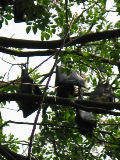 fruits bats are huge and we were up close as they hung in the trees cooling themselves in the heat of the day