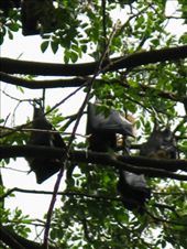 fruits bats are huge and we were up close as they hung in the trees cooling themselves in the heat of the day: by theus, Views[375]