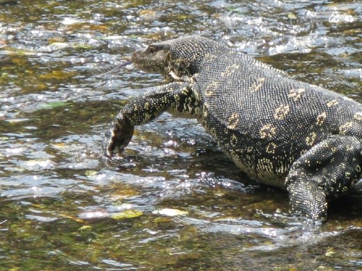 water monitor