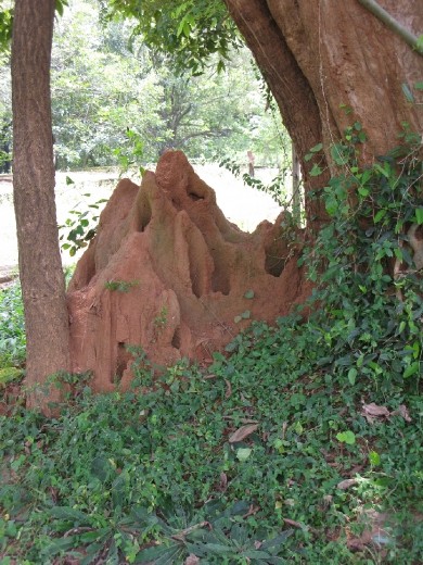 termite hill