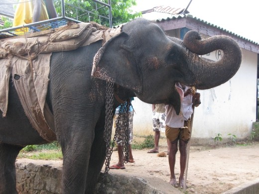 A surprise from mum and dad.  An elephant ride along the river at 7.00 am.