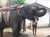 A surprise from mum and dad.  An elephant ride along the river at 7.00 am.: by theus, Views[338]