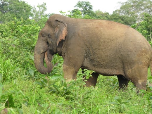 wild! This male chased us! we had to drive fast to avoid being turned over. Exciting and scarey.