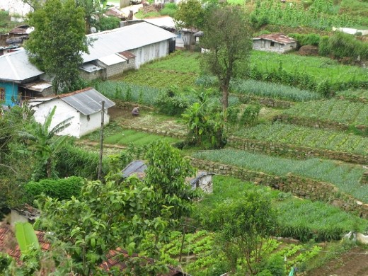 a view of the plantation workers houses