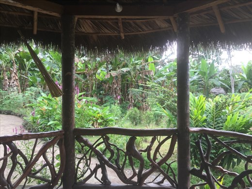 Amazon - view from the dining area