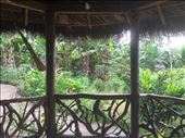 Amazon - view from the dining area: by thewanderingrock, Views[151]