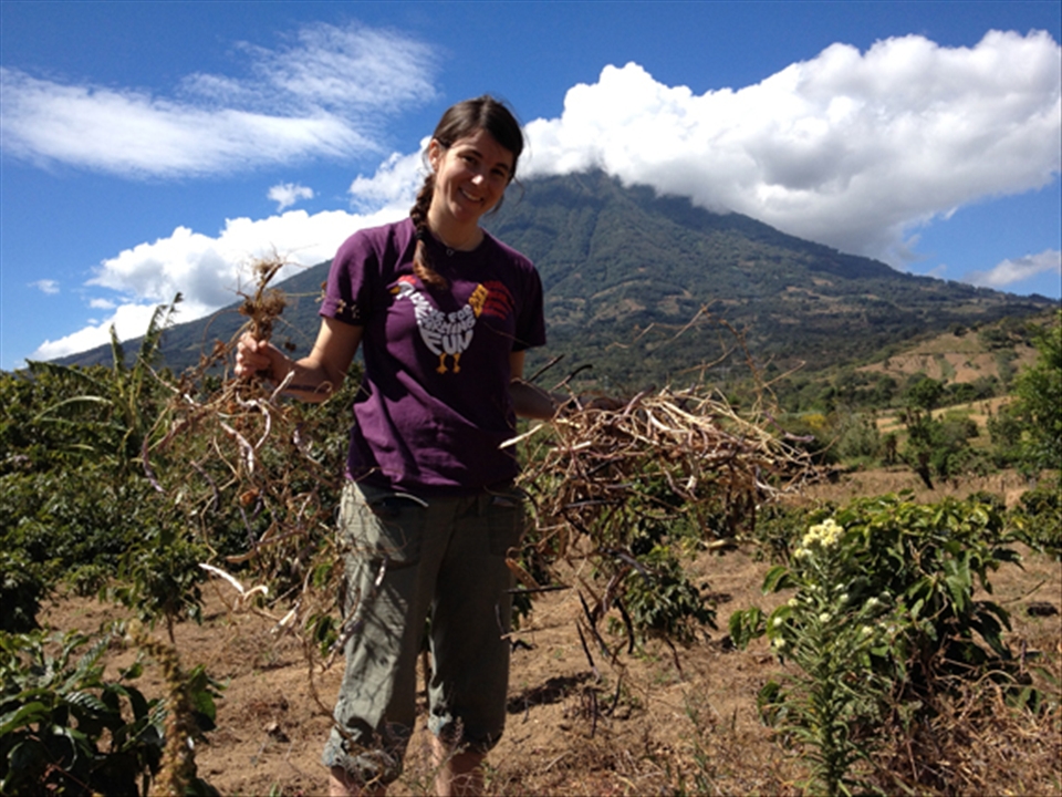 Harvesting black beans in Santa Maria de Jesus, Guatemala