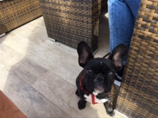 My what big ears you've got!