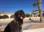 Rastafarian dog at beach cafe Calabardina : by thewanderingwaterfields, Views[185]