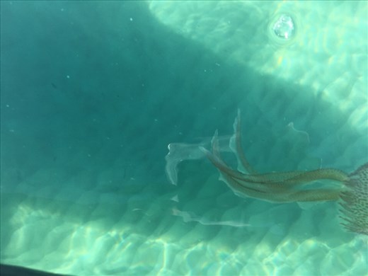 Jellyfish spotted whilst out on kayak
