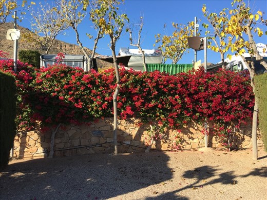 Bougainvillea around campsite