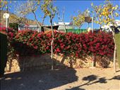 Bougainvillea around campsite: by thewanderingwaterfields, Views[171]