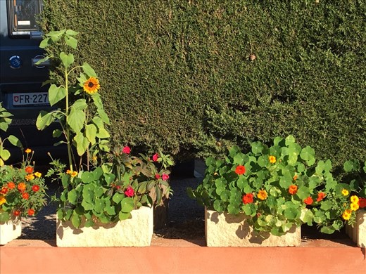 Sunflowers and Flora around campsite