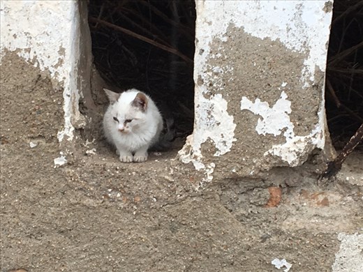 Wild kitten being well fed by someone other than me this time